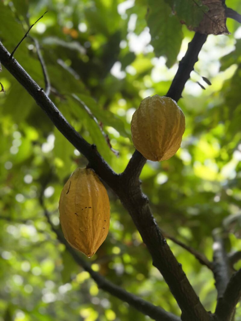 Habitation ceron cacao